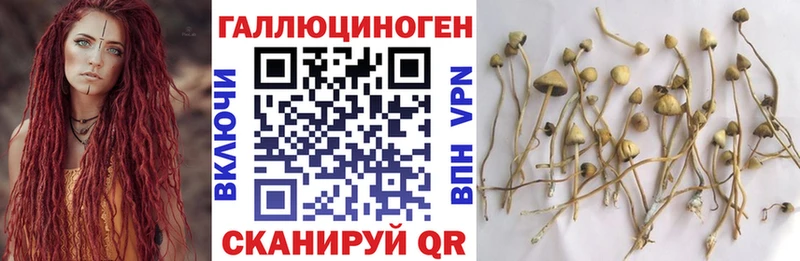 Галлюциногенные грибы Cubensis  Боровск 